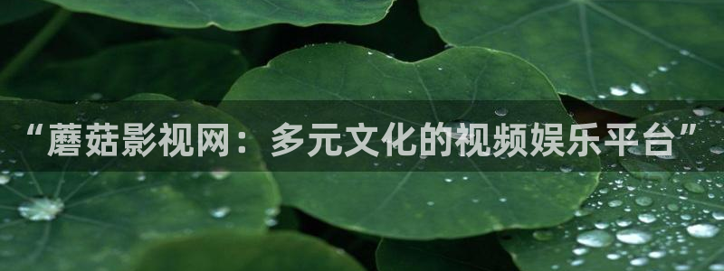 伦理视频在线观看：“蘑菇影视网：多元文化的视频娱乐平台”