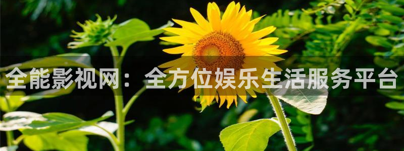 我不卡伦理影视：全能影视网：全方位娱乐生活服务平台