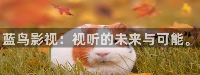 岛国伦理影片：蓝鸟影视：视听的未来与可能。